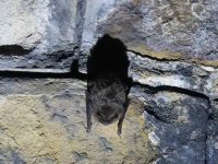 Przyrodnicy z &bdquo;Salamandry&rdquo; w akcji